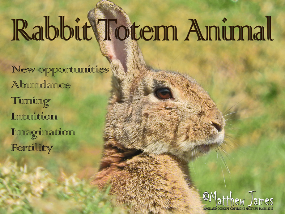 A Light In The Darkness Rabbit Totem Animal