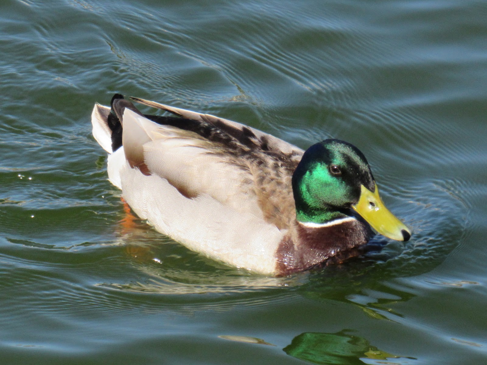 In Praise of the Ordinary: Mallards