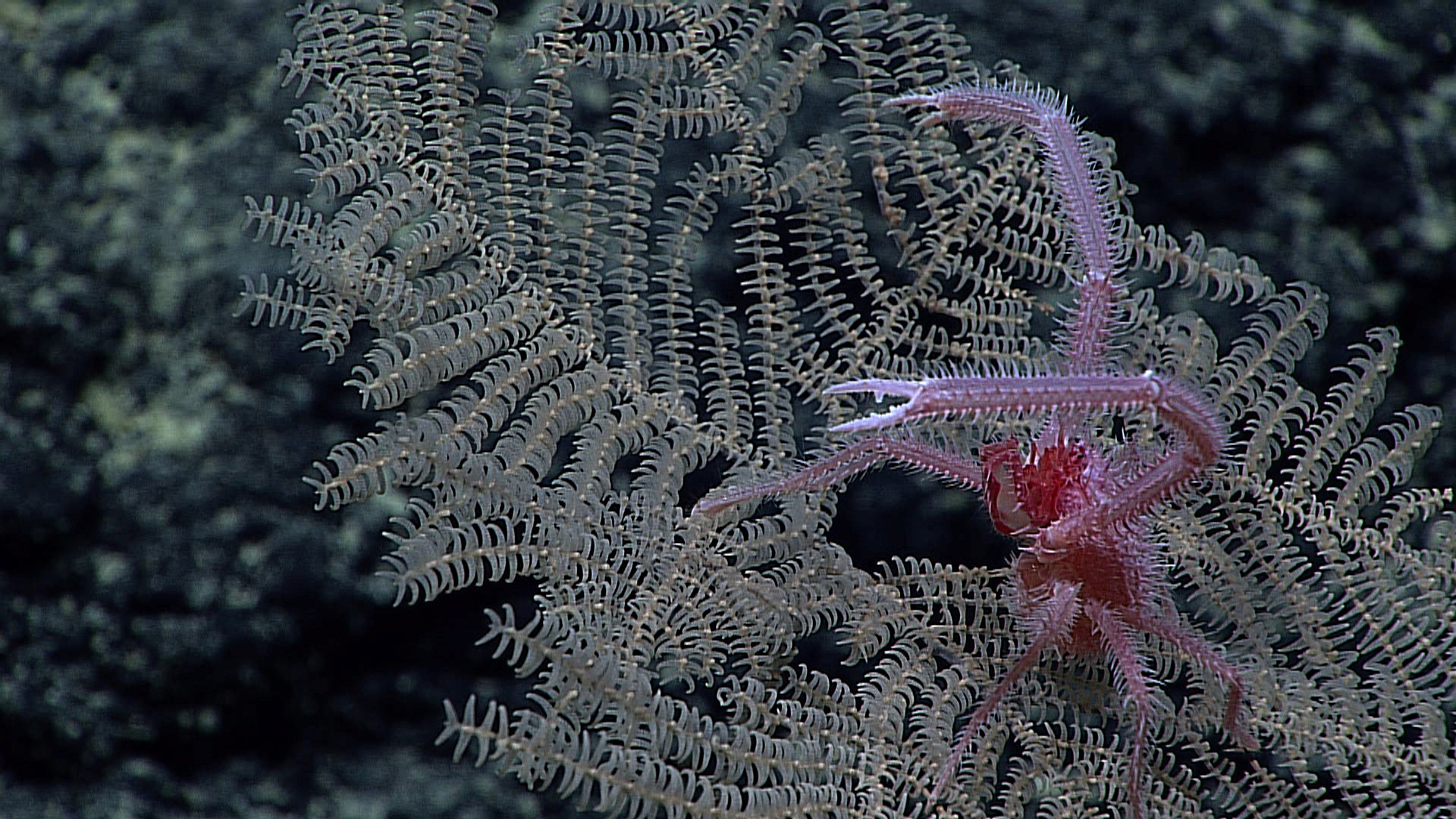 Coral 7. Черный коралл. Черный коралл фото. Коралл черный морской похож на ветку. Антипатарии или шипастые кораллы.