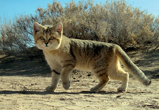 İran'da fotoğraflanmış bir kum kedisi