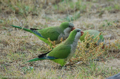 Cotorreta de pit gris (Myiopsitta monachus)