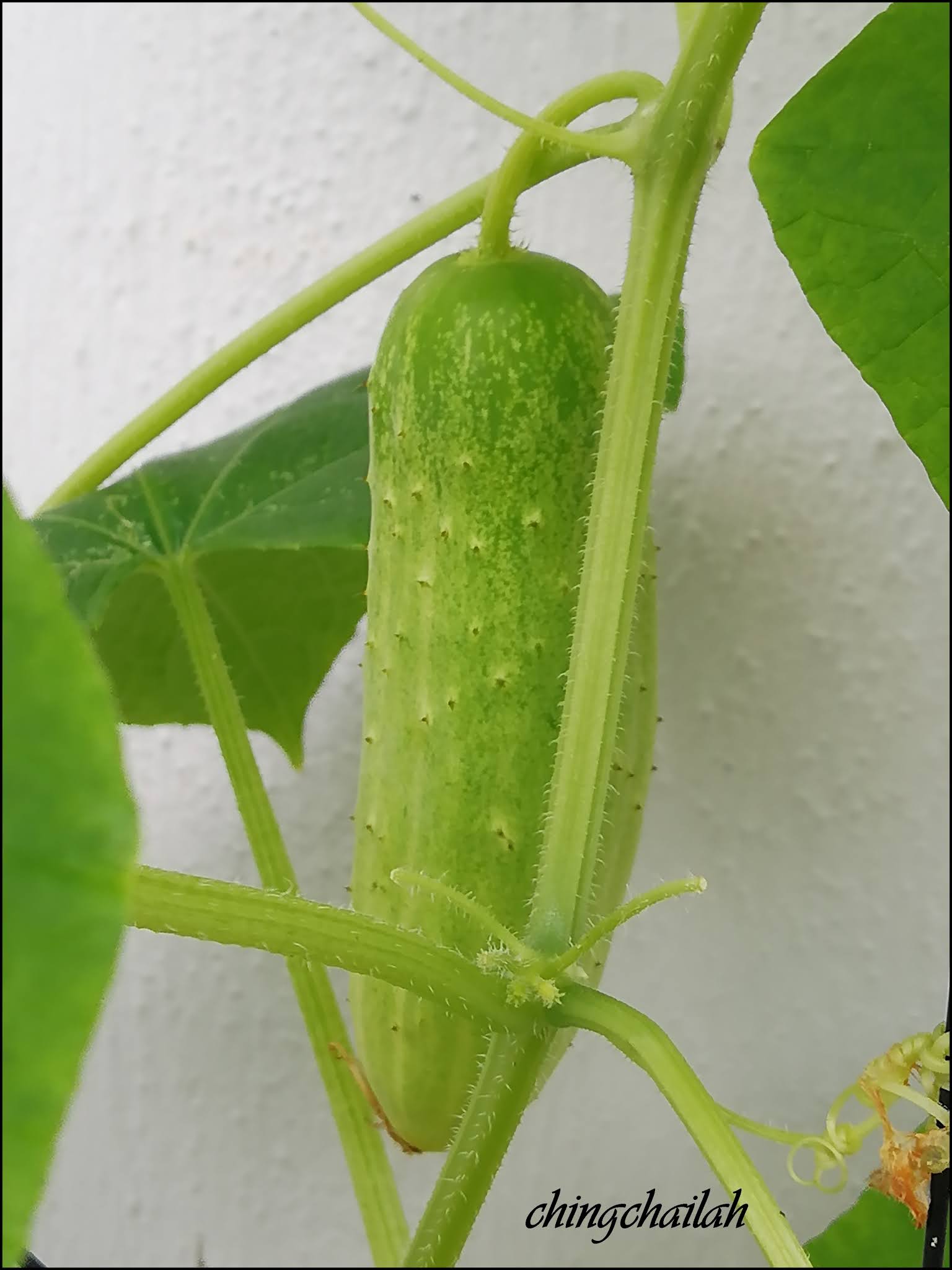 Simple Living In Nancy Growing Yellow Cucumber In My Garden