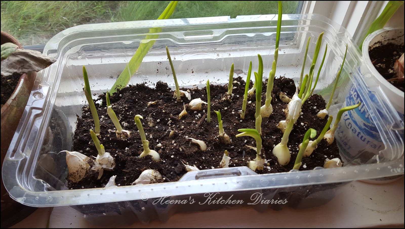 Heena's Kitchen Diaries How to Store / Freeze Fresh Green Garlic