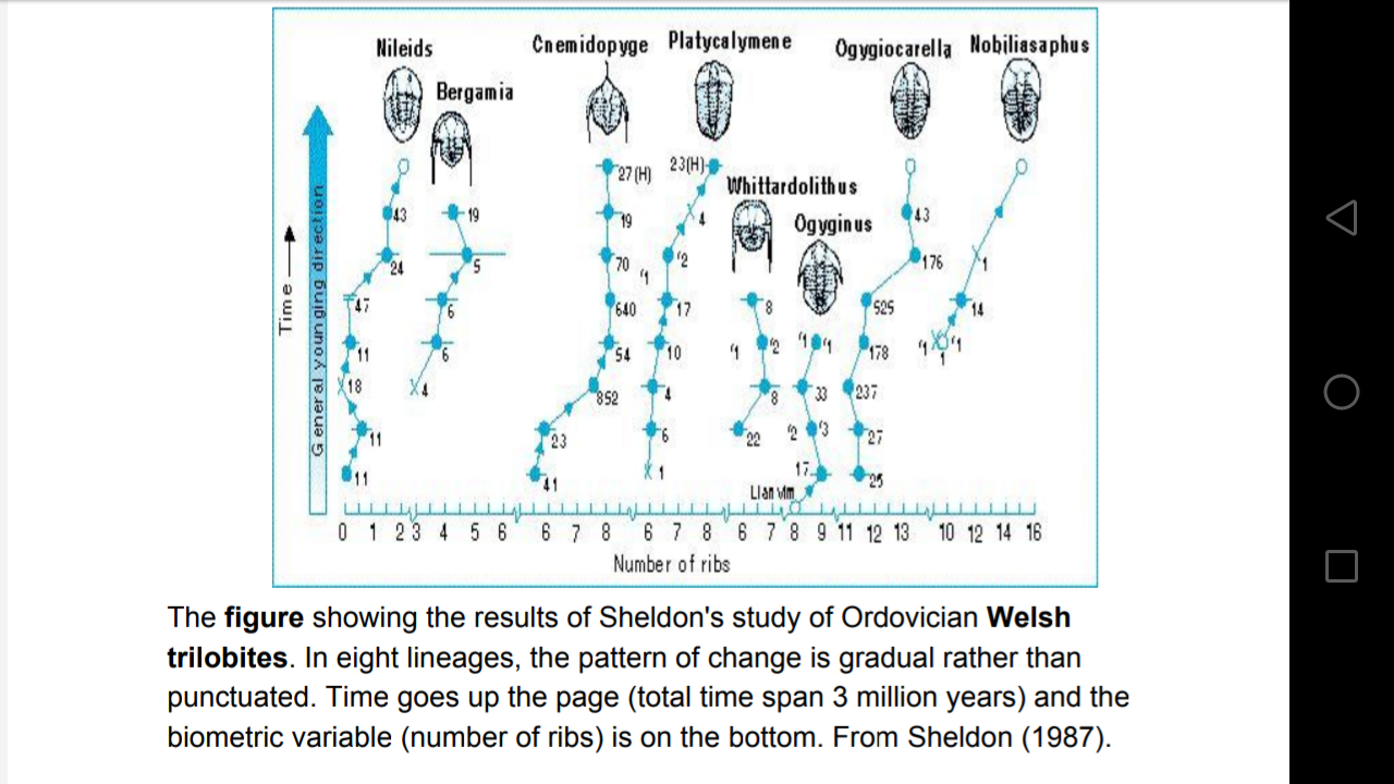 Rates Of Evolution: Example Of Phyletic Gradualism and Punctuated ...