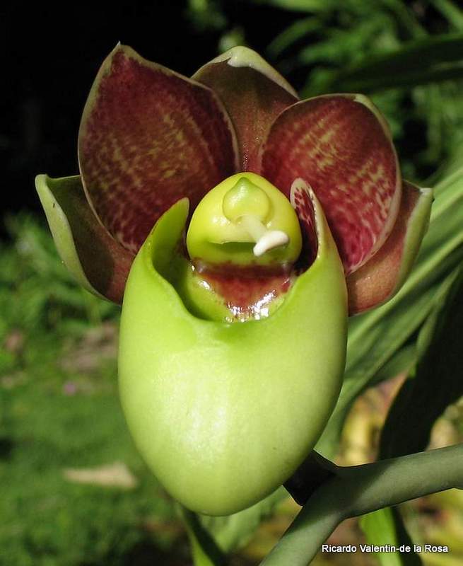 Ricardo's Blog, Catasetum Orchidglade, curious hermaphroditic