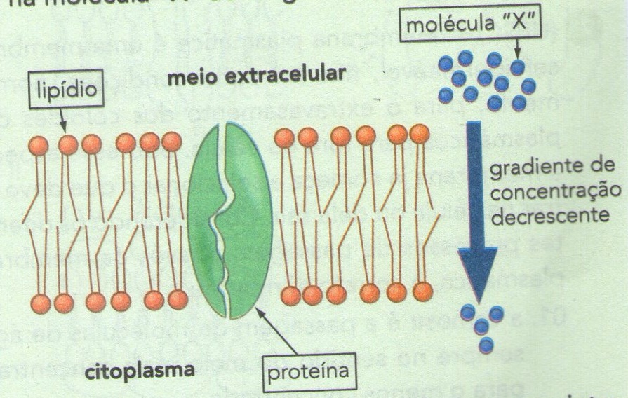 Tina Biologia Capítulo 8 Membrana Plasmática Parte 1