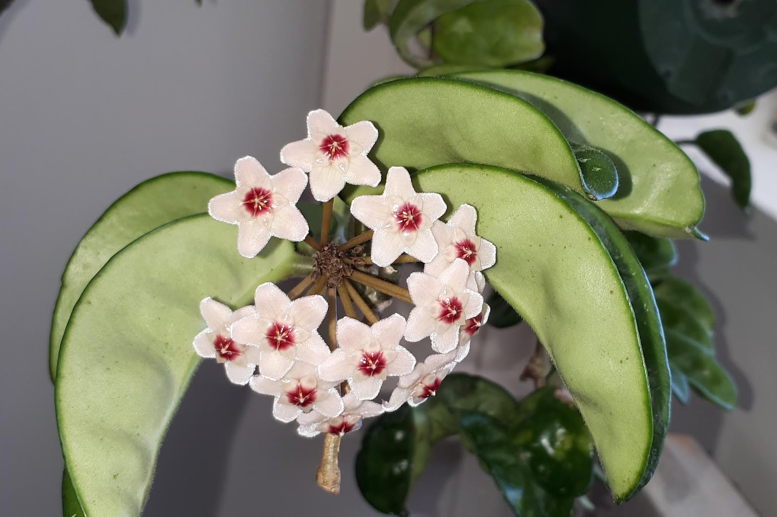 Хойя карноза бразилия Хойя карноза бразилия