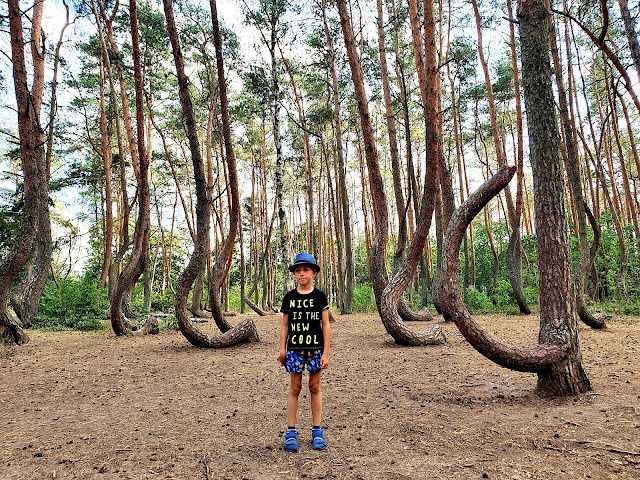 Krzywy Las jak powstał jak dojechać - pomnik przyrody - Gryfino - Nowe Czarnowo - zachodnipomorskie - Polska z dzieckiem - podróże z dzieckiem - aktywnie z dzieckiem