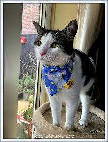 Fashion With Felines - Sharing The World of Kitty Couture and Apparel ©BionicBasil® Melvyn Modelling Eric's Empawrium Koala Bandana