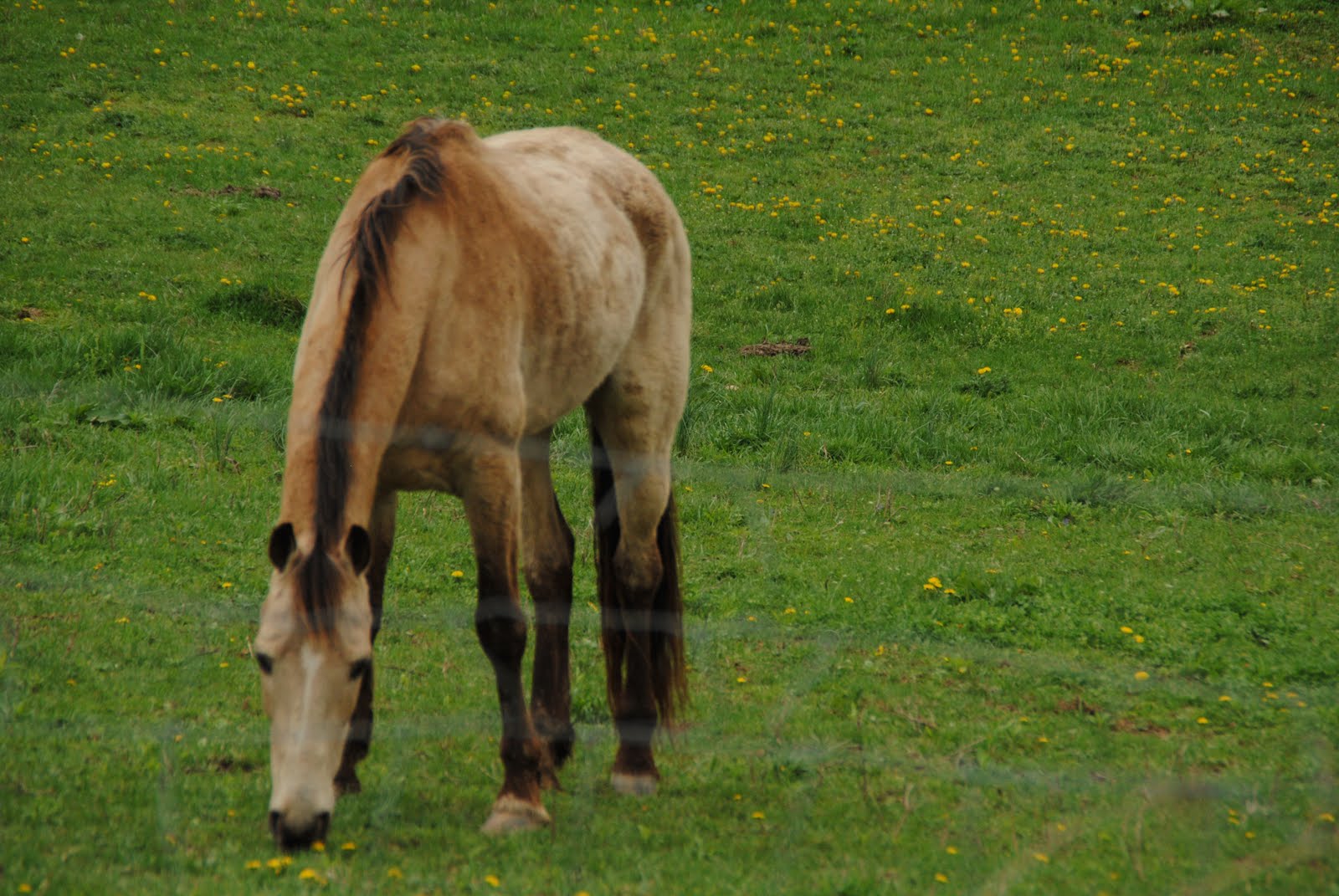 Through My Eyes Skinny Horse