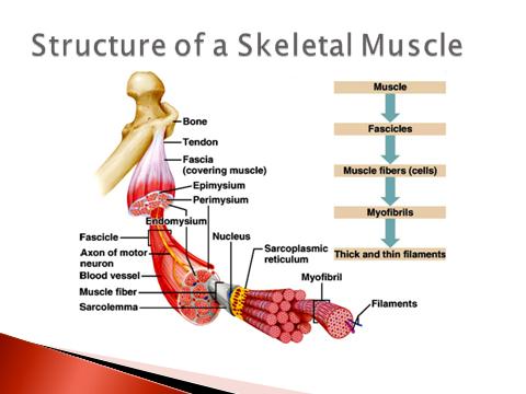Ison Human Biology: Module 8 Notes: Muscular System