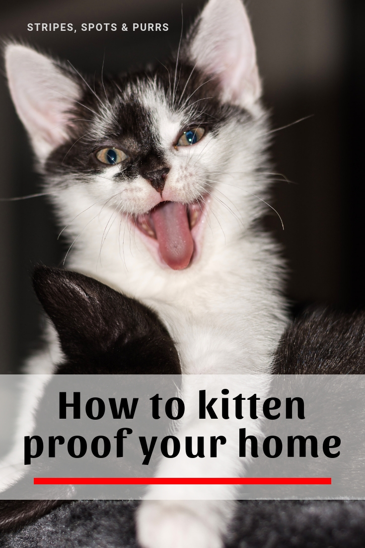 How to Kitten Proof your Home Stripes Spots and Purrs