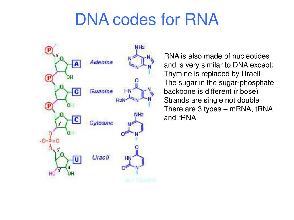 Sugar code. DNA code. DNA RNA thymine. Sugar phosphate Backbone. Тимин рибоза фосфат.