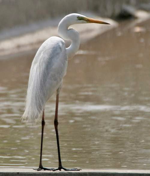 Eastern Great Egret Birds Of India Bird World Eastern Great Egret Birds Of India Bird World