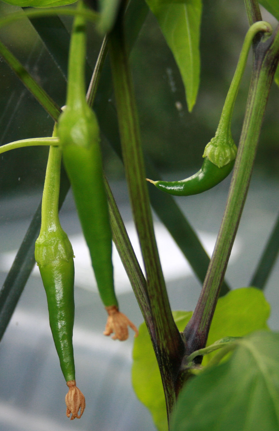 The PartTime Homesteader Different stages of the Chilli fruiting