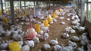 Analisa Peluang Usaha Ayam Broiler Sistem Kemitraan
