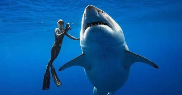Diver Ocean Ramsey Swims With Deep Blue One Of The Largest Great
