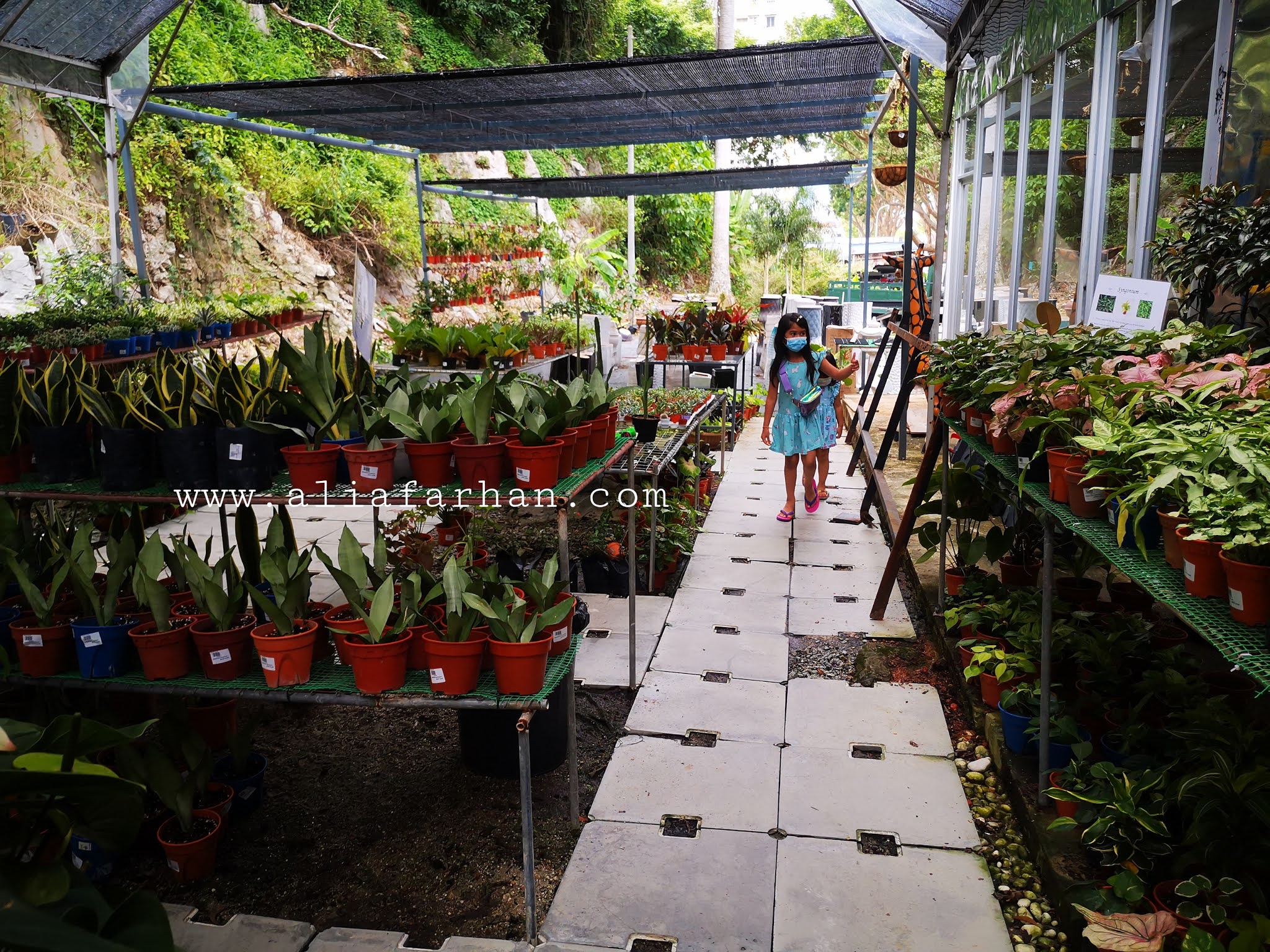 Kedai Pokok /Nursery di Penang ALIA FARHAN