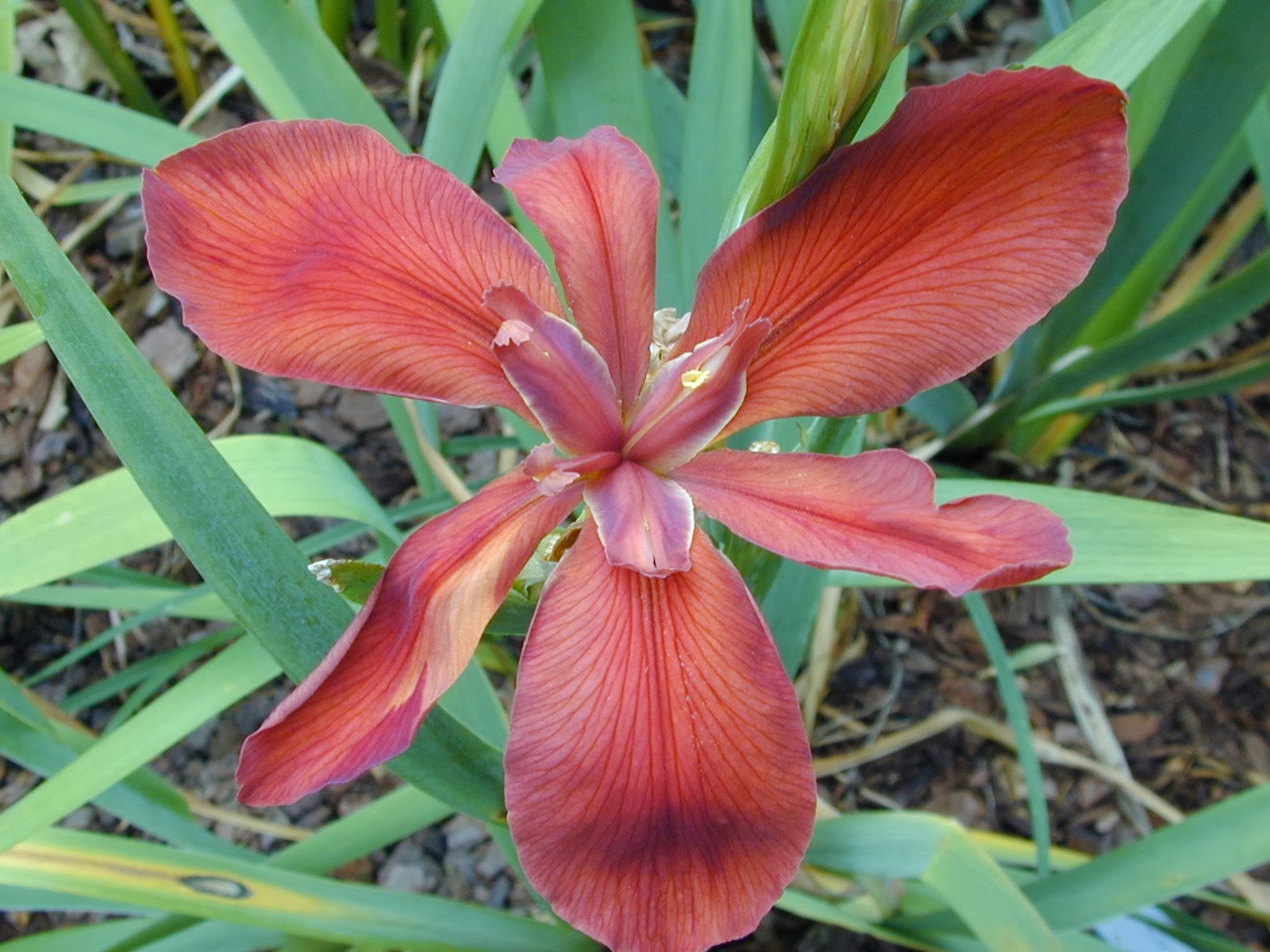 World of Irises: January 2014