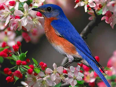 صورة طائر جميل على غصن ملون بأجمل الازهار