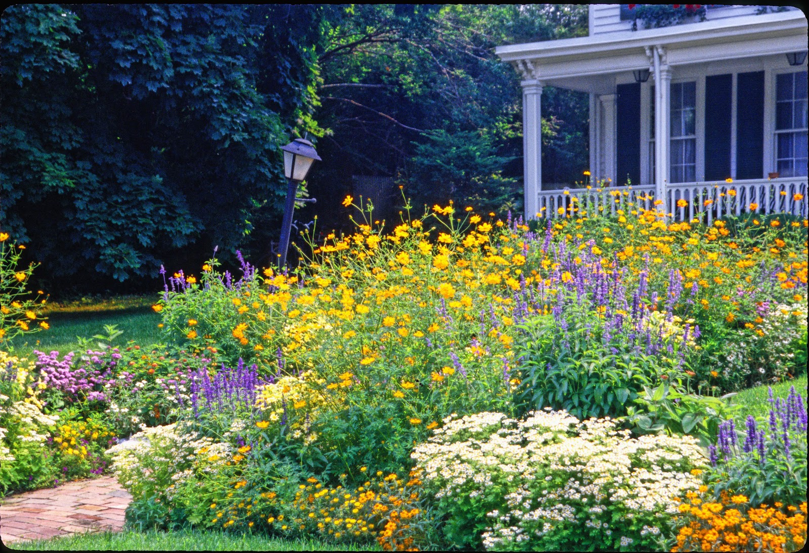 Maine wildflowers