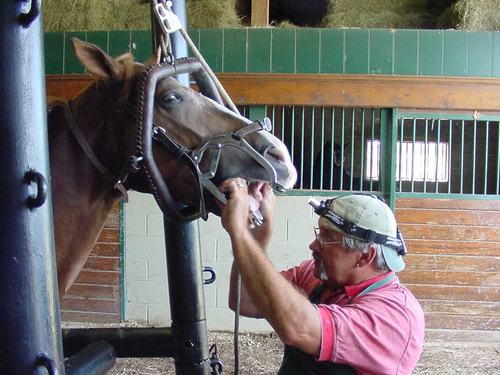 Mad About Pets! Basic Tips on Taking Care of Your Horse