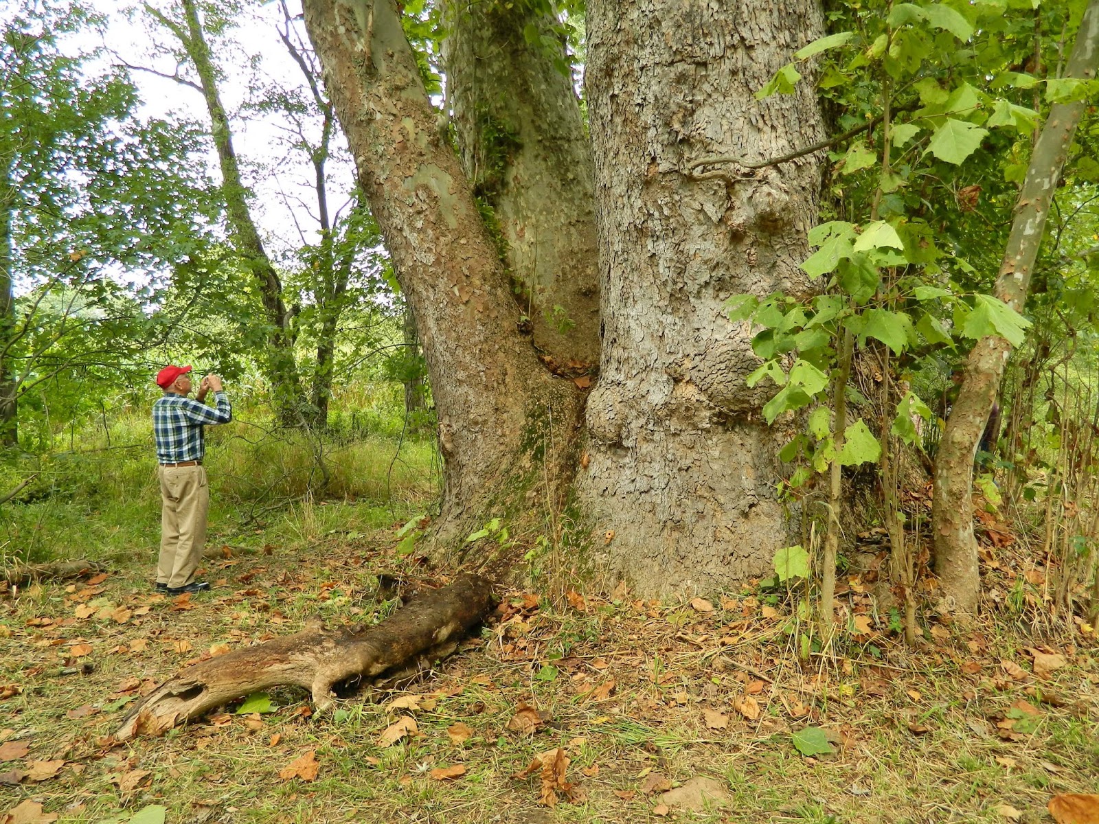 Jeromesville Sycamore Festival Jeromesville, Ohio