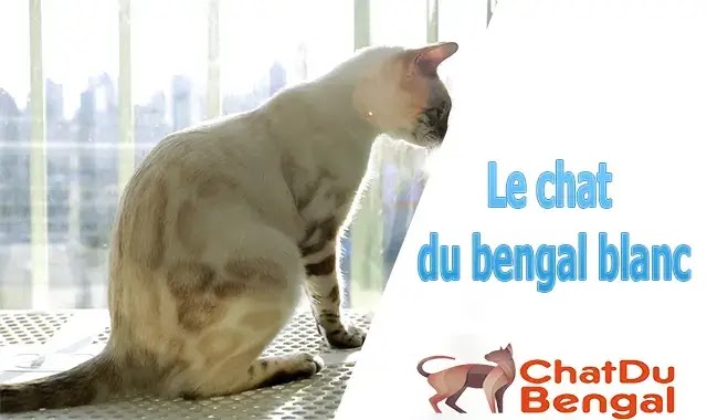 Le chat du bengal blanc - snow