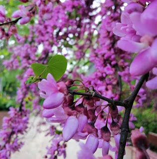 Árbol de Judas o del Amor 