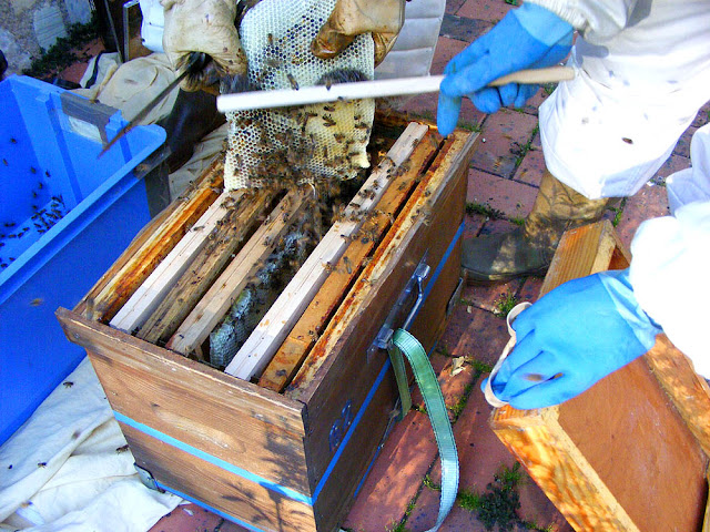 Brushing rescued honey bees into a hive, Indre et Loire, France. Photo by Loire Valley Time Travel. Brushing rescued honey bees into a hive, Indre et Loire, France. Photo by Loire Valley Time Travel.
