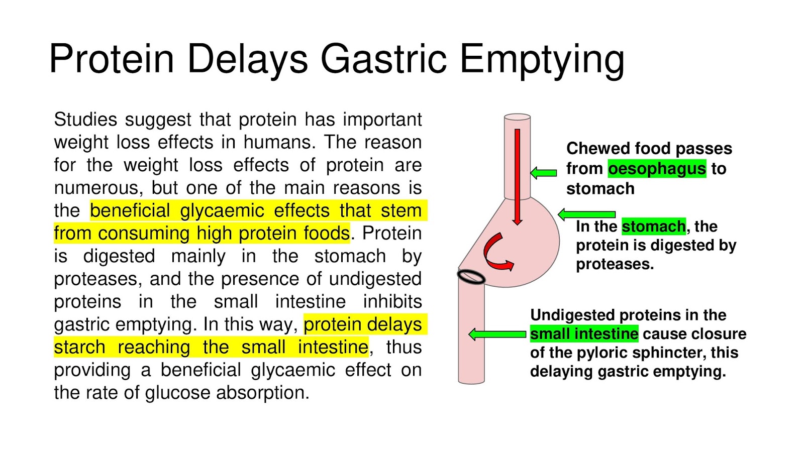 Protein Delays Gastric Emptying