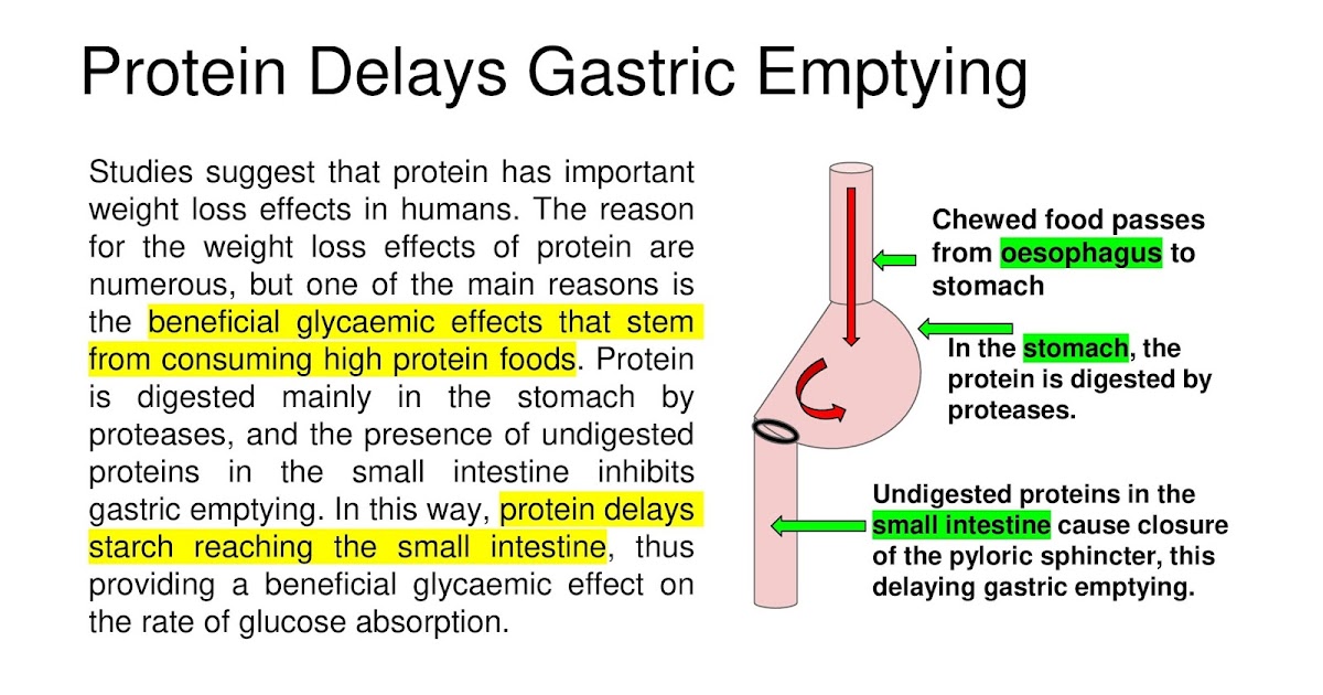 Protein Delays Gastric Emptying
