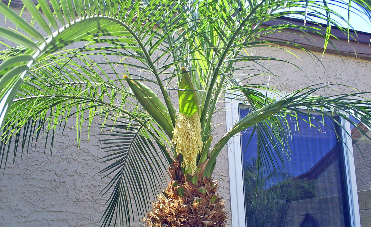 Brad's Tropical Paradise Palm tree pods emerging