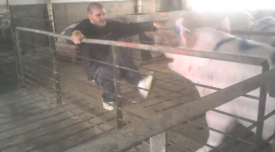 granjas maltrato unidos cerdo trabajador pateando