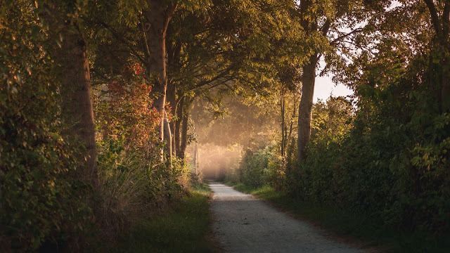 Path, trees, forest, landscape wallpaper.  Download free nature hd wallpaper Path, trees, forest, landscape wallpaper.  Download free nature hd wallpaper