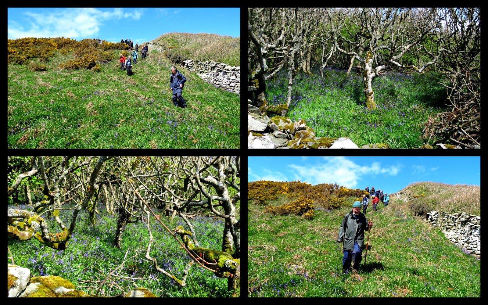 The Glebe Blog Three Walks Newton Stewart Walking Festival 2013