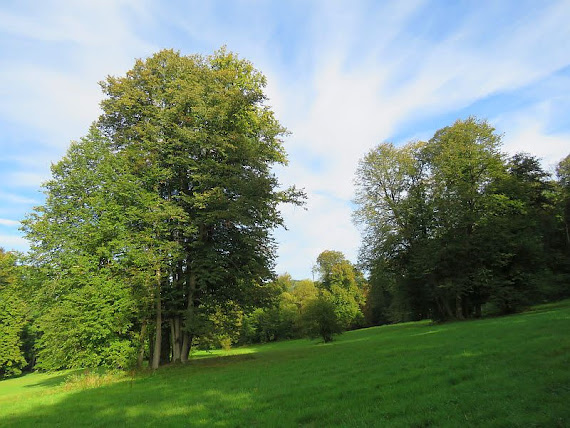 Park Paderewskiego park