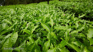 Close up of tea leaves at Valparai