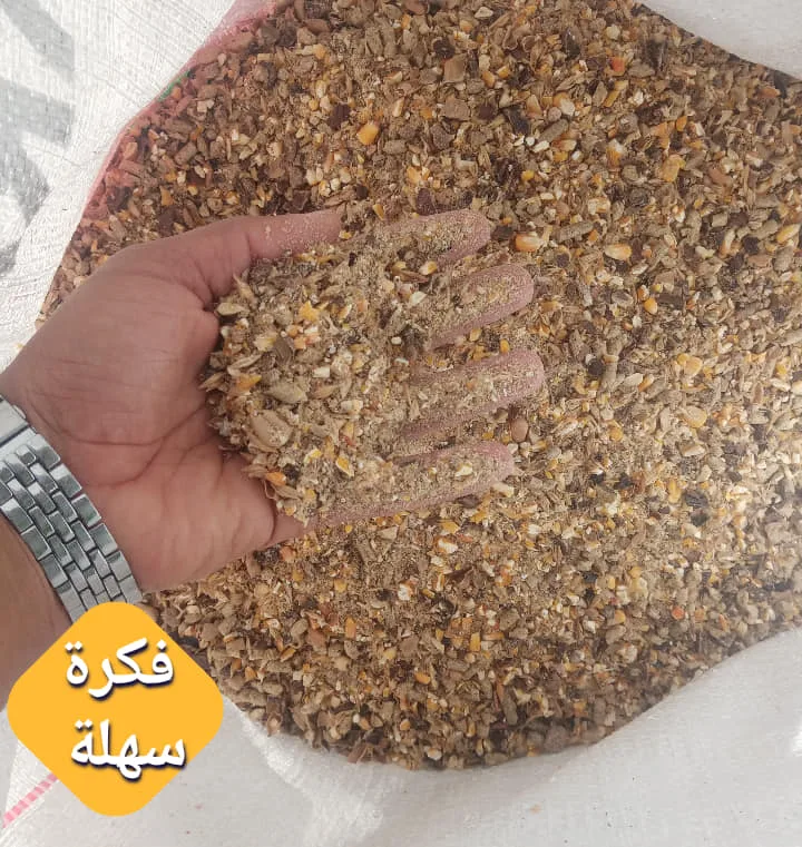 تسمين الخراف خطوات نجاح مشروع الاغنام و طرق التسمين السريع