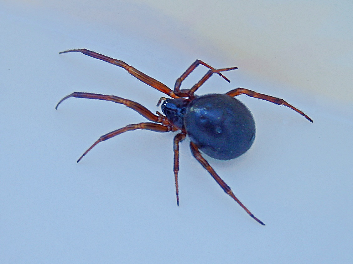 Mike s Cornwall The False Widow Spiders In Cornwall
