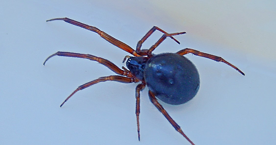 Mike's Cornwall The False Widow Spiders in Cornwall