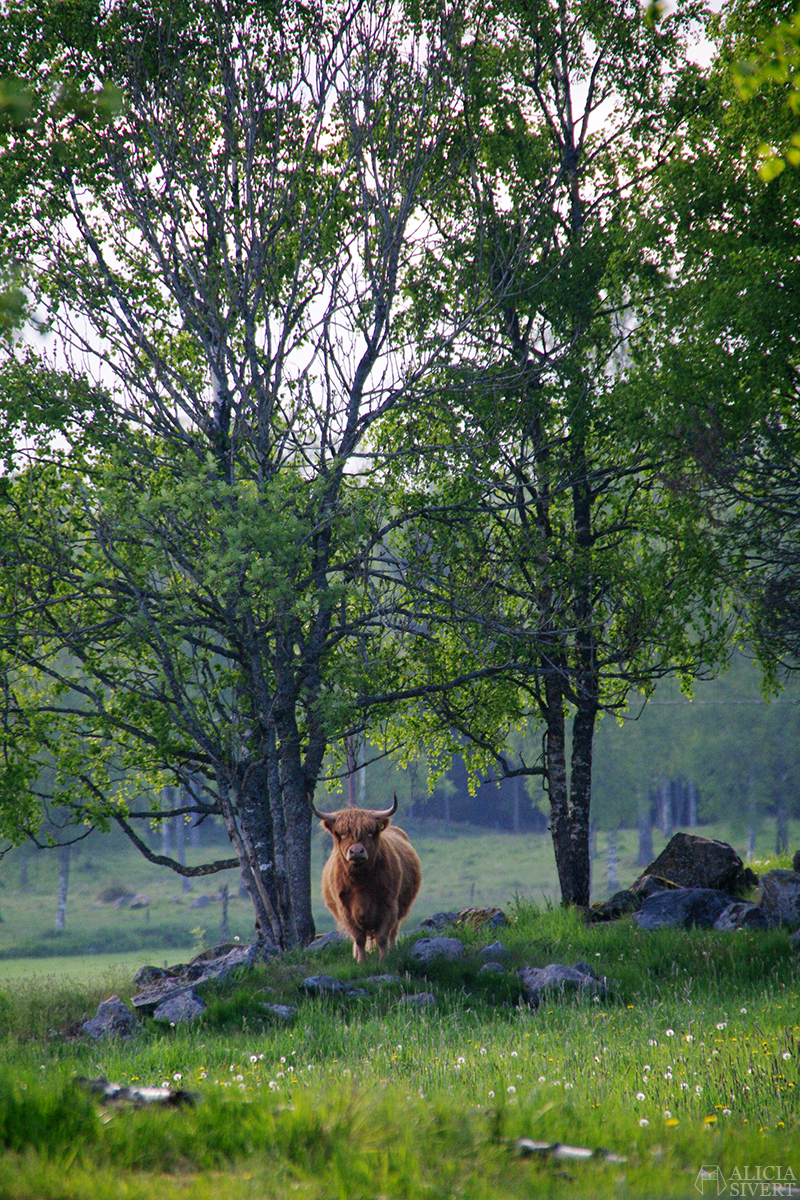 Scottish highland cattle, photo by Alicia Sivertsson.