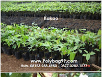 Cara Budidaya Tanaman Kakao (1), Pembibitan & Penanaman