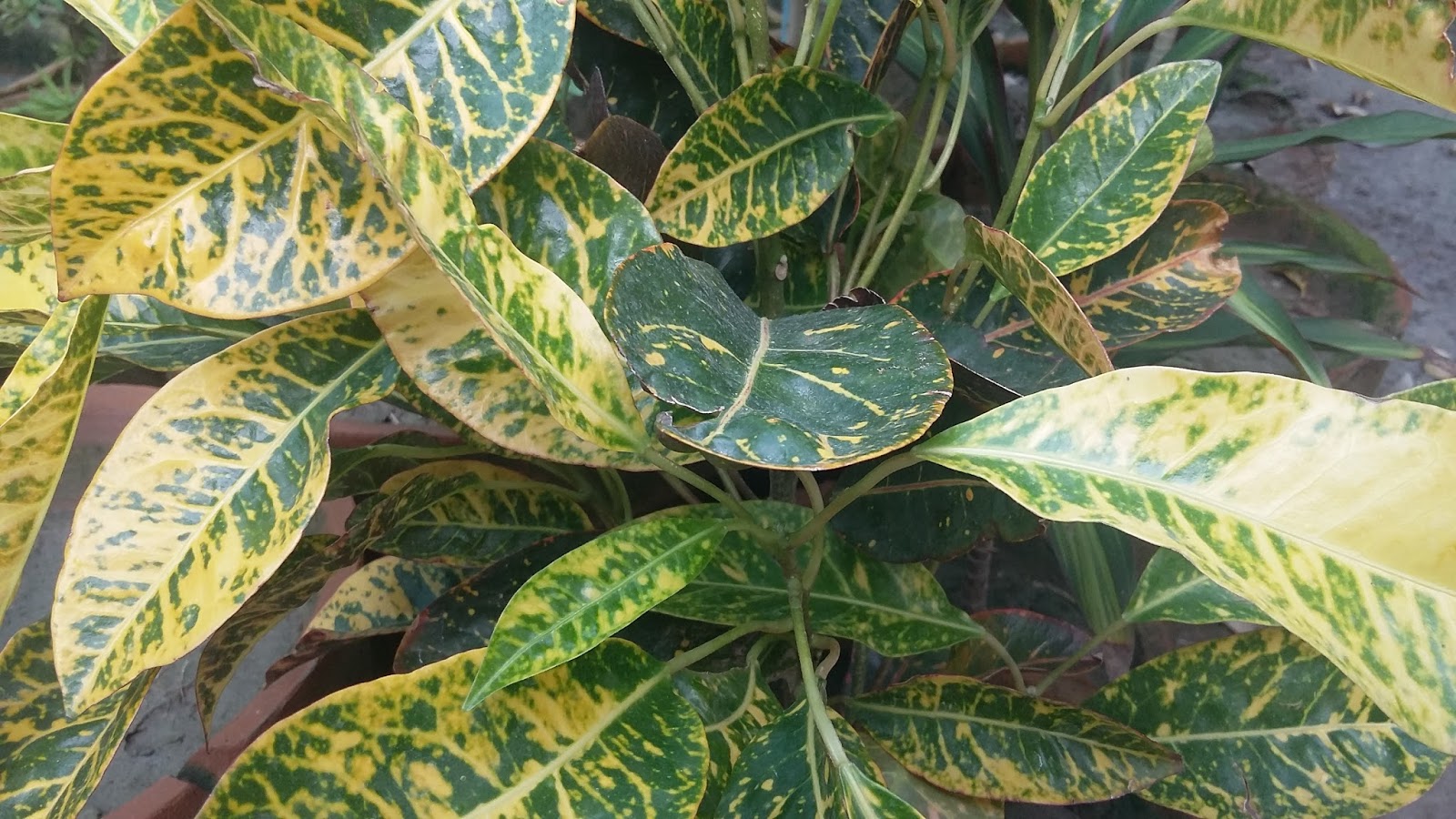 GreenWorld Nursery Farm Pattoki : CROTEN KRACHI