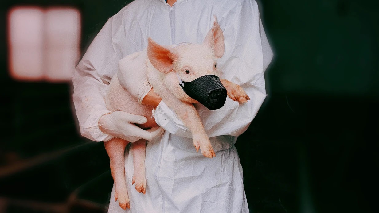 The LowDown Gene Editing Made Pigs VirusResistant Could Humans Be Next?