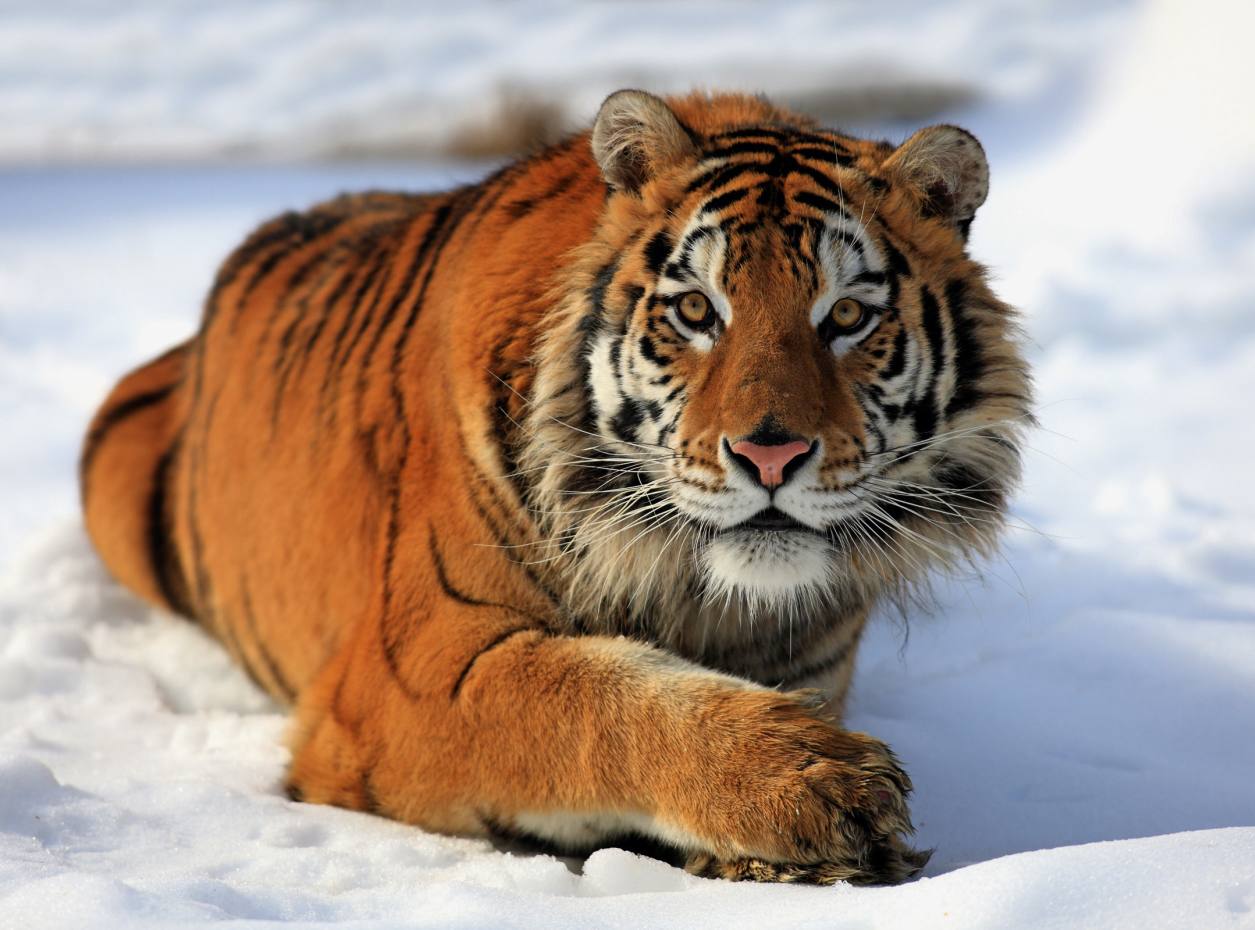 Tigre Siberiano (Panthera tigris tigris) ~ Klima Naturali™