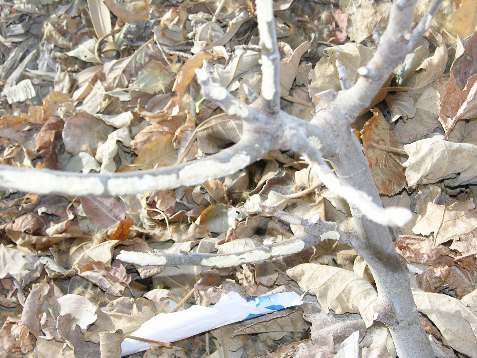 Xtremehorticulture of the Desert Rabbit Damage and Fruit Tree Survival