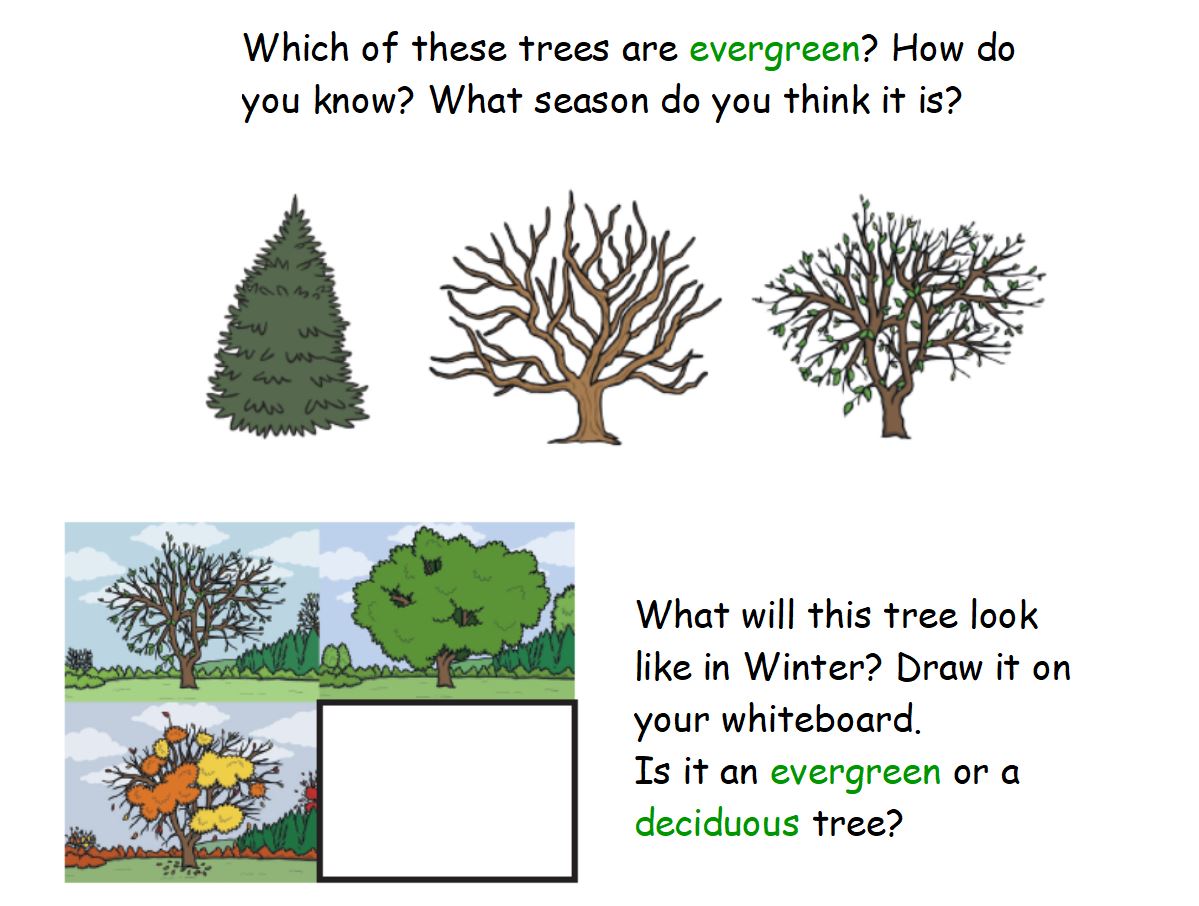Year 2 Evergreen and Deciduous Trees