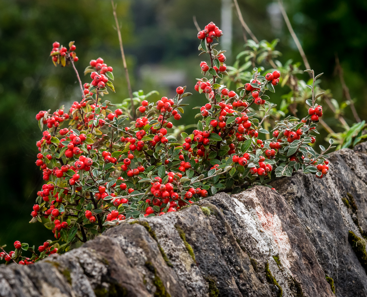 Ma Planete Jardin Cotoneaster Lacteus Un Arbuste A La