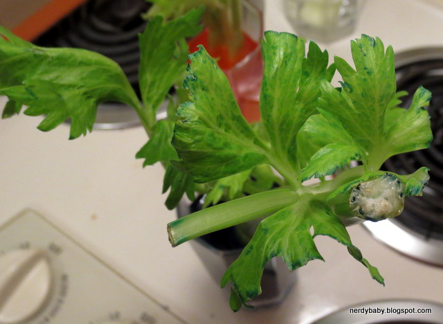 Nerdy Science: Colored Celery Sticks